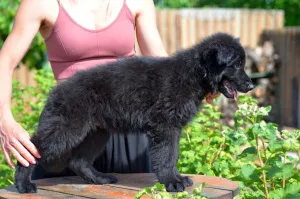 Additional photos: German Shepherd puppies long-haired, black and shabrack, 33 days old, FCI