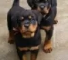 Photo №1. rottweiler - for sale in the city of Blankenberge | 264$ | Announcement № 120199