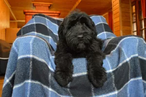 Photo №1. black russian terrier - for sale in the city of Кипень | 707$ | Announcement № 6313