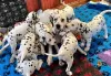 Photo №1. dalmatian dog - for sale in the city of Iowa City | 400$ | Announcement № 111397