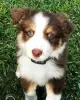 Photo №1. australian shepherd - for sale in the city of Copenhague | 475$ | Announcement № 83348