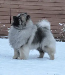 Additional photos: Keeshond