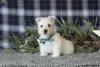 Photo №3. Stunning Westhighland Terrier pups READY NOW !!. Germany