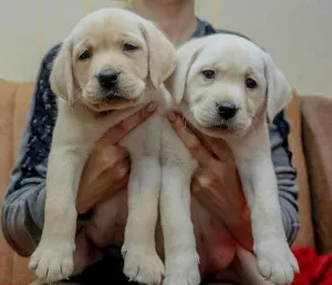 Additional photos: HIGH BREED PUPPIES OF LABRADOR-RETRIVER FROM CHAMPIONS