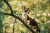 Photo №2 to announcement № 20679 for the sale of devon rex - buy in Russian Federation from nursery, breeder