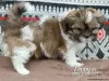 Photo №2 to announcement № 44777 for the sale of shih tzu - buy in Germany 