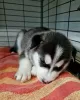 Photo №2 to announcement № 112312 for the sale of siberian husky - buy in United States private announcement