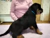 Photo №2 to announcement № 10251 for the sale of rottweiler - buy in Ukraine private announcement