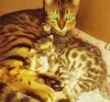 Photo №2 to announcement № 106719 for the sale of bengal cat - buy in Russian Federation private announcement