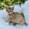 Photo №1. savannah cat - for sale in the city of Dubai | 250$ | Announcement № 121878