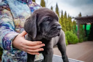 Additional photos: Gorgeous puppies from purebred parents of champions