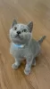 Photo №1. british shorthair - for sale in the city of Valmadonna | Is free | Announcement № 83496