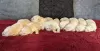 Additional photos: GOLDEN RETRIEVER PUPPIES