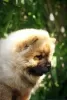 Photo №4. I will sell chow chow in the city of Paraćin. breeder - price - negotiated