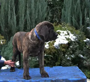 Photo №4. I will sell english mastiff in the city of Zaporizhia. from nursery - price - Negotiated