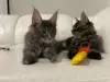 Additional photos: Maine Coon kittens