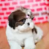 Photo №1. shih tzu - for sale in the city of Berlin | negotiated | Announcement № 13445