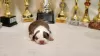 Additional photos: American Staffordshire Terrier puppies