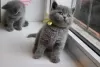 Photo №1. british shorthair - for sale in the city of Герона | 370$ | Announcement № 126534