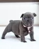 Photo №1. french bulldog - for sale in the city of Kishinev | 264$ | Announcement № 51594