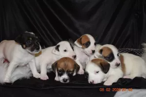 Additional photos: Jack Russell Terrier Puppies