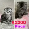 Photo №2 to announcement № 68672 for the sale of scottish fold - buy in United States 