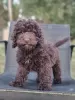 Photo №1. labradoodle - for sale in the city of Tula | 3905$ | Announcement № 114610