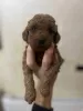 Additional photos: Red toy poodle puppies