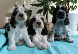 Photo №4. I will sell english cocker spaniel in the city of Krasnodar. breeder - price - 453$