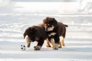 Additional photos: Hotosho / Buryat-Mongol Wolfhound puppies from the best representatives of the