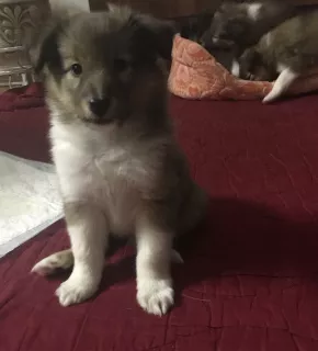 Additional photos: Shetland Shepherd Dog Puppy