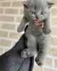 Photo №1. scottish fold - for sale in the city of Гархинг | 260$ | Announcement № 30008