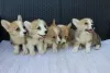 Additional photos: Welsh Corgi Pembroke puppies