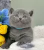 Photo №1. british shorthair - for sale in the city of Denver | 200$ | Announcement № 118027