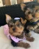 Photo №1. yorkshire terrier - for sale in the city of Berlin | 240$ | Announcement № 42917