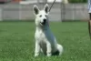 Additional photos: White Swiss Shepherd puppies