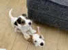 Photo №3. Jack Russel Puppies available for a new home.. Finland