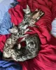 Photo №4. I will sell bengal cat in the city of Sydney. private announcement - price - 400$