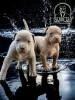 Additional photos: American pit bull terrier puppies