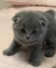 Additional photos: Stunning Pedigree GCCF Scottish Fold kIttens