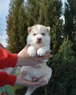 Additional photos: Siberian Husky puppies are offered to reserve