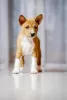 Photo №4. I will sell basenji in the city of Bielsko-Biała. breeder - price - 1585$