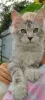 Photo №1. maine coon - for sale in the city of Манчестер | negotiated | Announcement № 125063