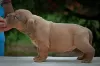 Additional photos: American bully puppies