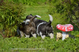 Photo №3. Moscow Watchdog Puppies. Russian Federation