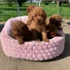 Photo №2 to announcement № 15565 for the sale of poodle (toy) - buy in Saudi Arabia private announcement