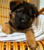 Additional photos: Long-haired German Shepherd puppies