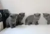 Photo №1. british shorthair - for sale in the city of Амстердам | 264$ | Announcement № 121801