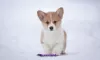 Photo №1. welsh corgi - for sale in the city of Москва | 130$ | Announcement № 83467