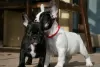 Photo №1. french bulldog - for sale in the city of Leipzig | 380$ | Announcement № 128252